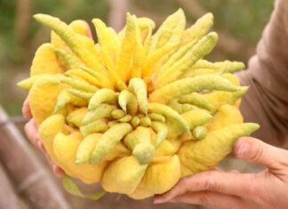 The Ultimate Guide to Choosing the Perfect Citrus Fruit for Chinese New Year: Unlocking Prosperity and Flavor