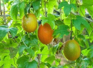 The Heavenly Fruit that Boosts Your Health, Found All Across Vietnam
