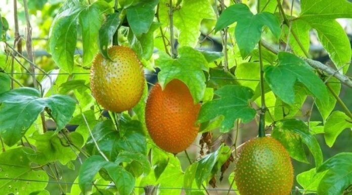 The Heavenly Fruit that Boosts Your Health, Found All Across Vietnam