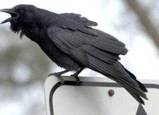 The Ancestors’ Warning: Uncover the 5 Eerie Sounds that Foretell Misfortune and Disaster.