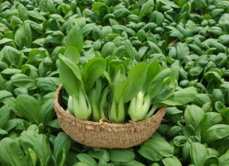 The Ultimate Guide to the Two Familiar Veggies That Are Often Doused in Pesticides, Yet Remain a Favorite Among Vietnamese Foodies.