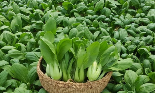 The Ultimate Guide to the Two Familiar Veggies That Are Often Doused in Pesticides, Yet Remain a Favorite Among Vietnamese Foodies.