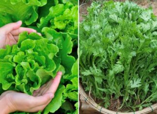 The Ultimate Guide to Pesticide-Free Produce: 5 Uncommon Vegetables You Should Know About