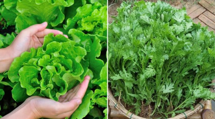 The Ultimate Guide to Pesticide-Free Produce: 5 Uncommon Vegetables You Should Know About