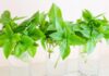 The Secret to Keeping Basil Fresh for Up to 2 Years: A Simple Guide to Long-Lasting Herbs