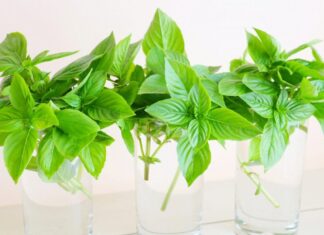 The Secret to Keeping Basil Fresh for Up to 2 Years: A Simple Guide to Long-Lasting Herbs