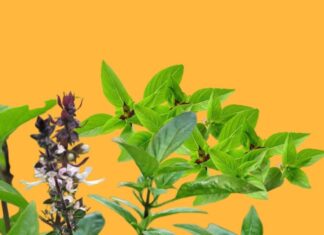 Unlock the Secrets to Wealth and Prosperity: Unveiling the Mystical Money Tree