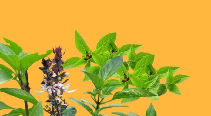 Unlock the Secrets to Wealth and Prosperity: Unveiling the Mystical Money Tree