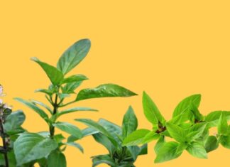 Unlock the Secrets to Wealth and Health: Transform Your Home with the Power of Herbs and Feng Shui