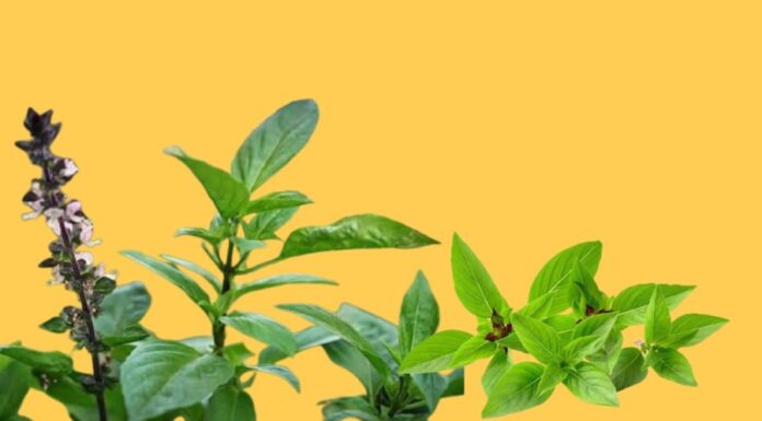 Unlock the Secrets to Wealth and Health: Transform Your Home with the Power of Herbs and Feng Shui