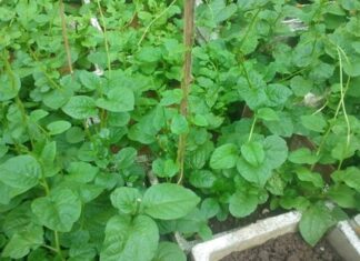 3 Climbing Vegetables You Can Easily Grow in Your Balcony for a Never-Ending Harvest