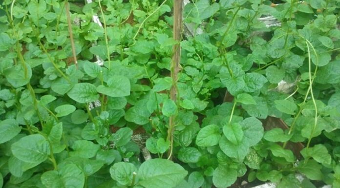 3 Climbing Vegetables You Can Easily Grow in Your Balcony for a Never-Ending Harvest