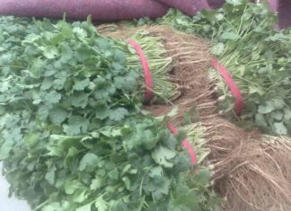 The Secret to Keeping Coriander Fresh All Year Round