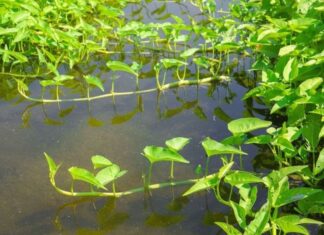 3 Types of Vegetables That Thrive in Water: Easy to Grow, Quick Harvest, and High Yielding