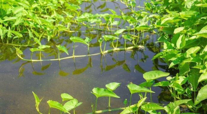 3 Types of Vegetables That Thrive in Water: Easy to Grow, Quick Harvest, and High Yielding