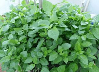 The Ultimate Guide to Low-Maintenance Gardening: Grow These 4 Veggies and Watch Them Thrive with Minimal Effort