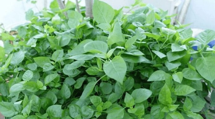 The Ultimate Guide to Low-Maintenance Gardening: Grow These 4 Veggies and Watch Them Thrive with Minimal Effort