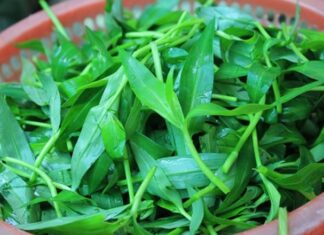 The Rise of Rural Delicacies: Wild Herbs from the Countryside Captivate City Foodies, Nature’s Ultimate Health Potion