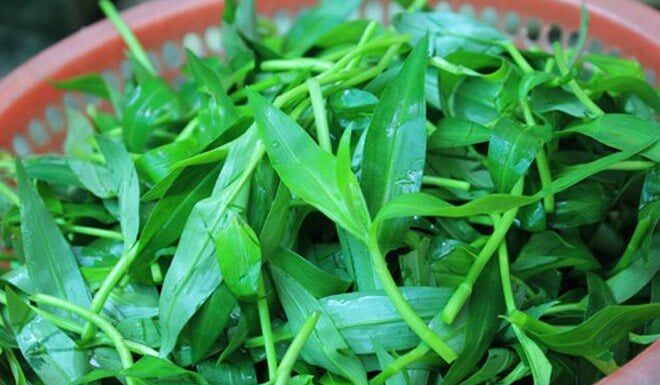 The Rise of Rural Delicacies: Wild Herbs from the Countryside Captivate City Foodies, Nature’s Ultimate Health Potion