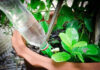The Ultimate Elixir for Your Plants: Unveiling the Power of This “Tongue-Tingling” Water.