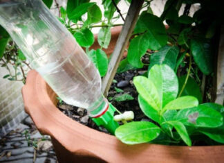 The Ultimate Elixir for Your Plants: Unveiling the Power of This “Tongue-Tingling” Water.