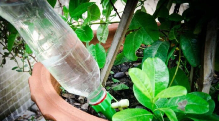 The Ultimate Elixir for Your Plants: Unveiling the Power of This “Tongue-Tingling” Water.