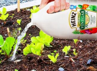 The Magic Potion for Your Plants: Vinegar!