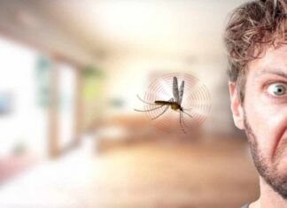 The Mysterious Case of the Disappearing Mosquito: Unveiling the Pest’s Sneaky Secrets.