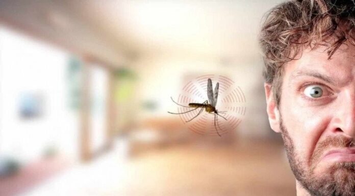 The Mysterious Case of the Disappearing Mosquito: Unveiling the Pest’s Sneaky Secrets.