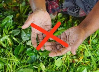 The Ultimate Guide to Peeling Potatoes, Plucking Veggies, and Chopping Bananas Without Staining Your Hands Green