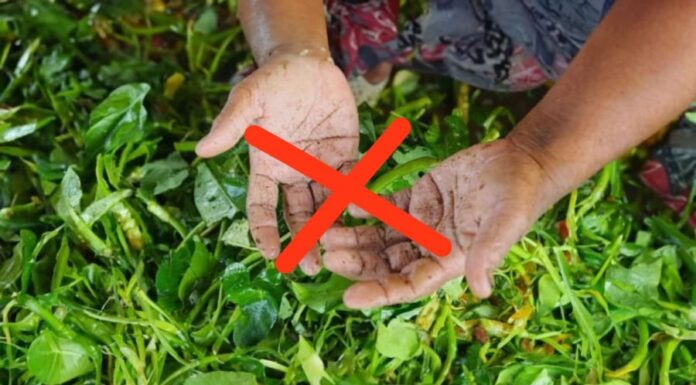 The Ultimate Guide to Peeling Potatoes, Plucking Veggies, and Chopping Bananas Without Staining Your Hands Green