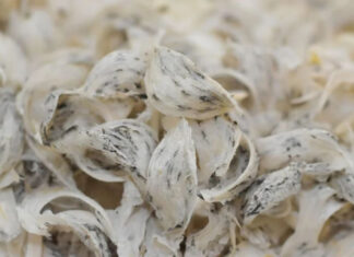 The Ultimate Guide to Buying Bird’s Nest: How to Spot the Highest Quality Nest