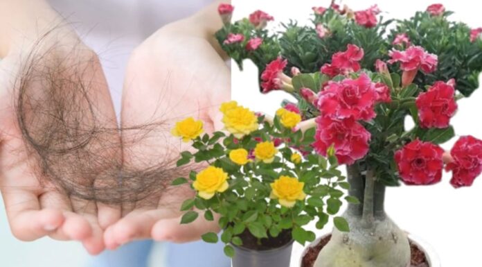 The Ultimate Guide to Collecting Shed Hair: Turn Your Strands into Gold