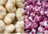 “Unpeeling the Truth: Is Purple Garlic or White Garlic the Healthier Choice?”