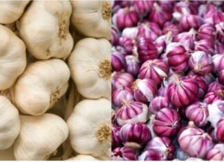 “Unpeeling the Truth: Is Purple Garlic or White Garlic the Healthier Choice?”