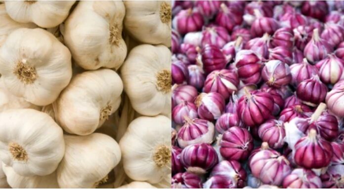 “Unpeeling the Truth: Is Purple Garlic or White Garlic the Healthier Choice?”
