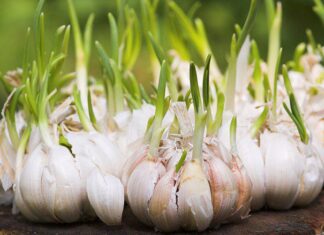 “Garlic is a Superfood, but Beware of these 4 Look-alikes at the Grocery Store”