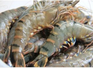 “Instantly Expose Shrimps Containing Growth Enhancers: A Quick 3-Second Test to Save Your Money”