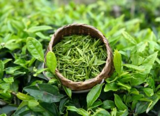 The Perfect Brew: Crafting a Delightful Cup of Green Tea That’s Easy on the Eyes and the Taste Buds