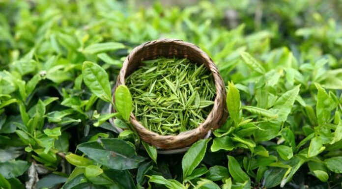The Perfect Brew: Crafting a Delightful Cup of Green Tea That’s Easy on the Eyes and the Taste Buds