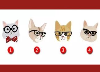 The Ultimate Mind Game: Which Feline Friend Reigns Supreme?