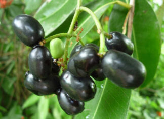 The Wild Fruit That’s Now a Delicacy: An Unforgettable Taste and a ‘Superfood’ for Your Health