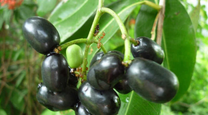 The Wild Fruit That’s Now a Delicacy: An Unforgettable Taste and a ‘Superfood’ for Your Health