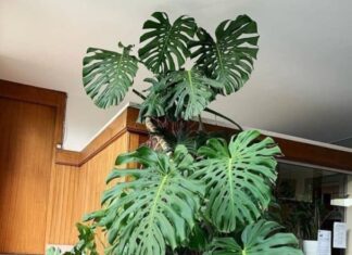 The Ultimate Air Purifiers: Discover the 2-Meter Tall Houseplants that are Nature’s Very Own Air Filters