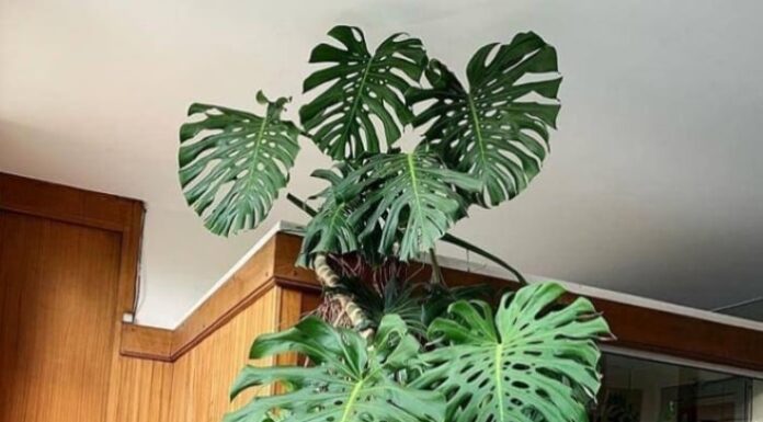 The Ultimate Air Purifiers: Discover the 2-Meter Tall Houseplants that are Nature’s Very Own Air Filters