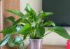 Should You Expose Your Pothos to Direct Sunlight? The Answer May Surprise You!