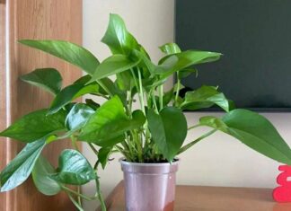 Should You Expose Your Pothos to Direct Sunlight? The Answer May Surprise You!