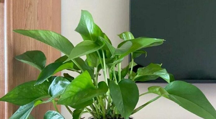 Should You Expose Your Pothos to Direct Sunlight? The Answer May Surprise You!