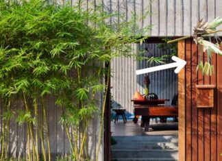 Why Did Ancient People Believe That Bamboo Blooming Brought Disaster? Do You Have Lucky Bamboo at Home?