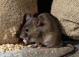 The Magic Corner: Unlocking the Secrets of Rice and its Mystical Companion